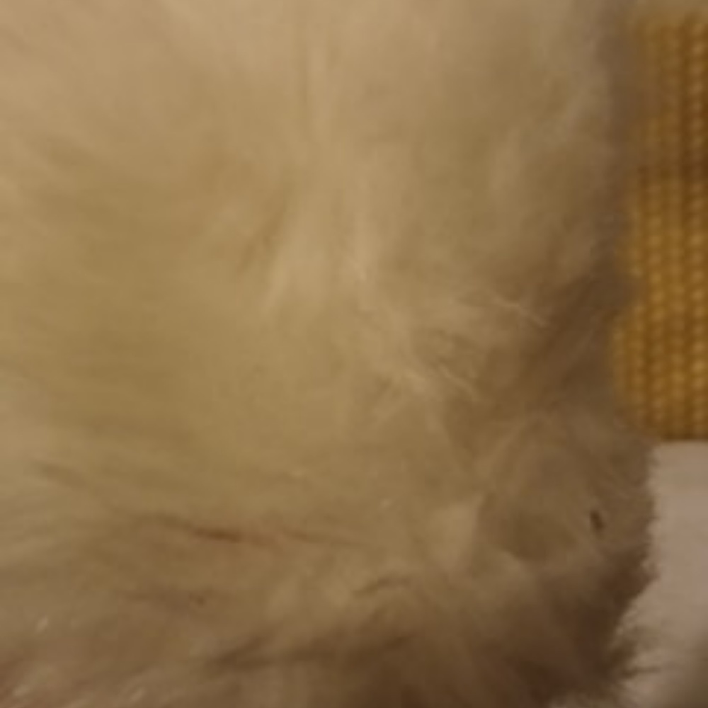 Wolf Ears - Picture 4 of 4